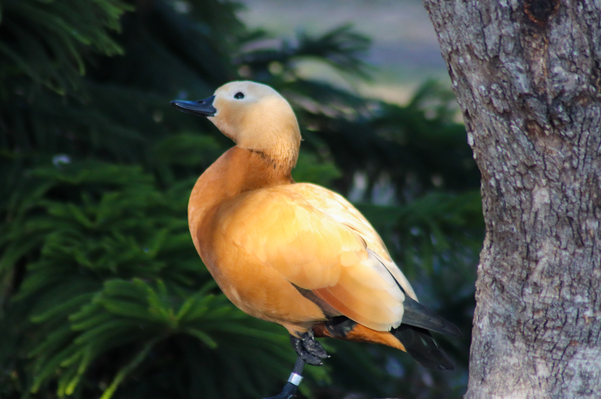 Ruddy Shelduck (Tadorna ferruginea)