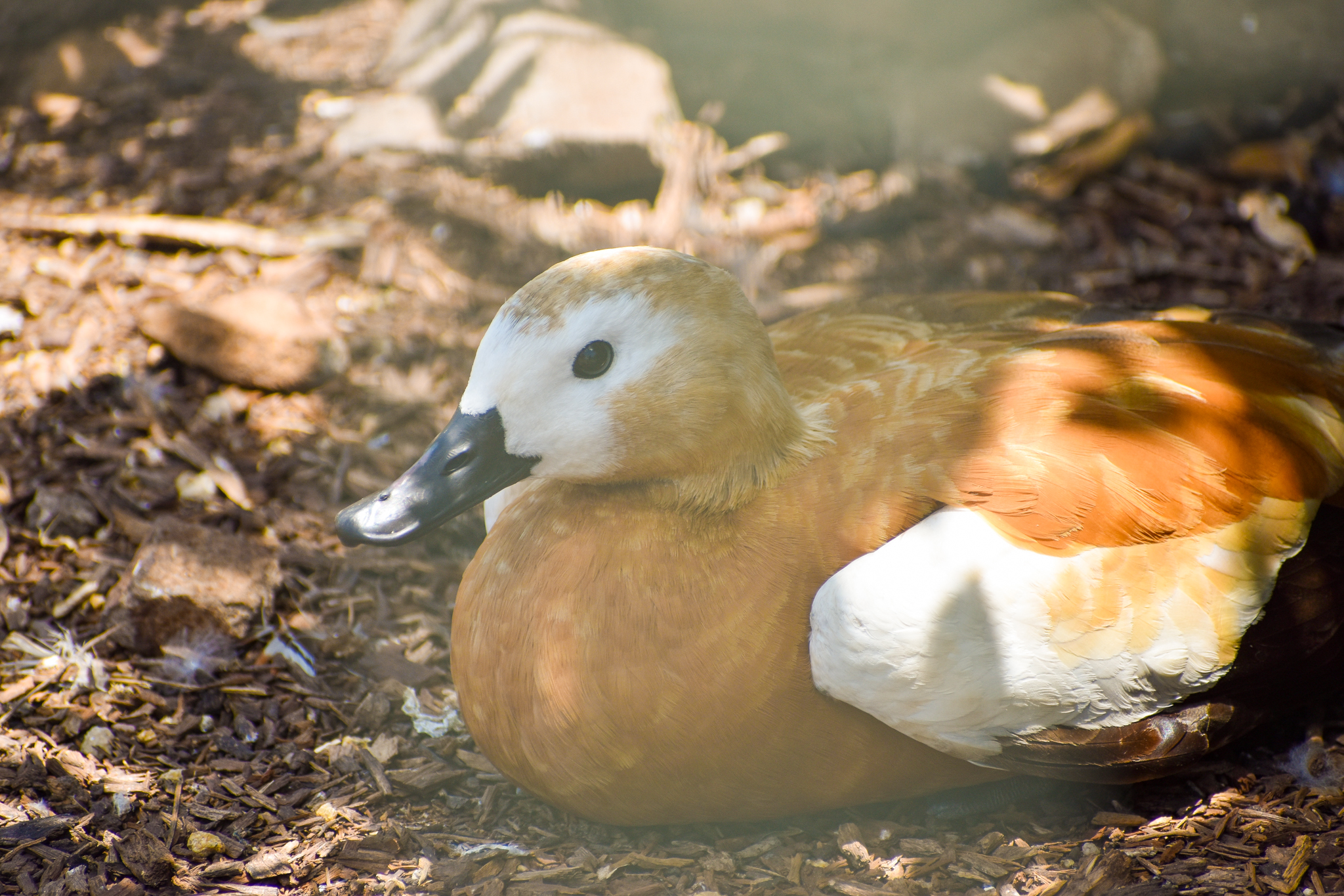 Ruddy Shelduck (Tadorna ferruginea)