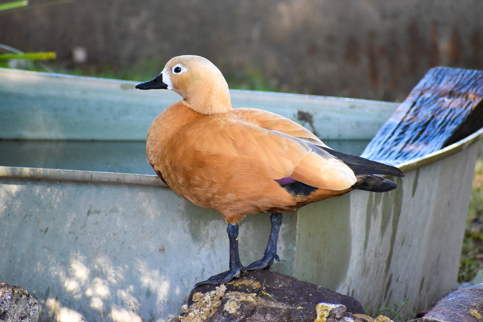 Ruddy Shelduck (Tadorna ferruginea)