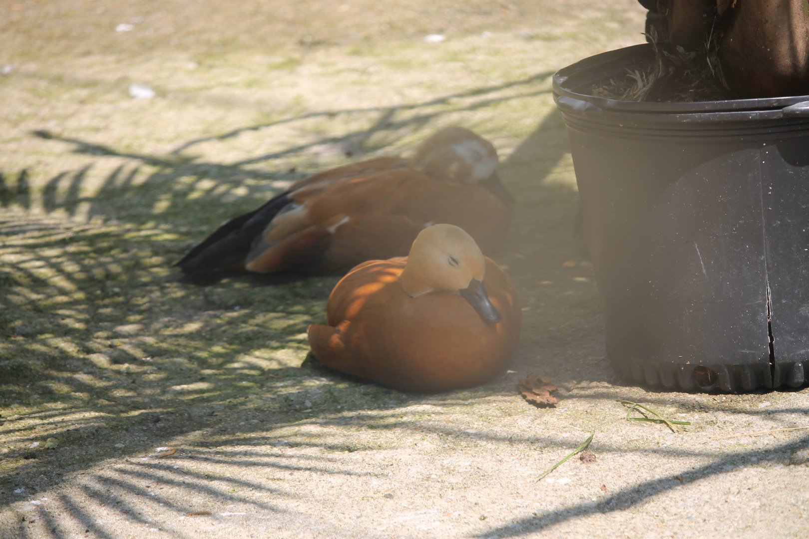 Ruddy shelduck (Tadorna ferruginea)
