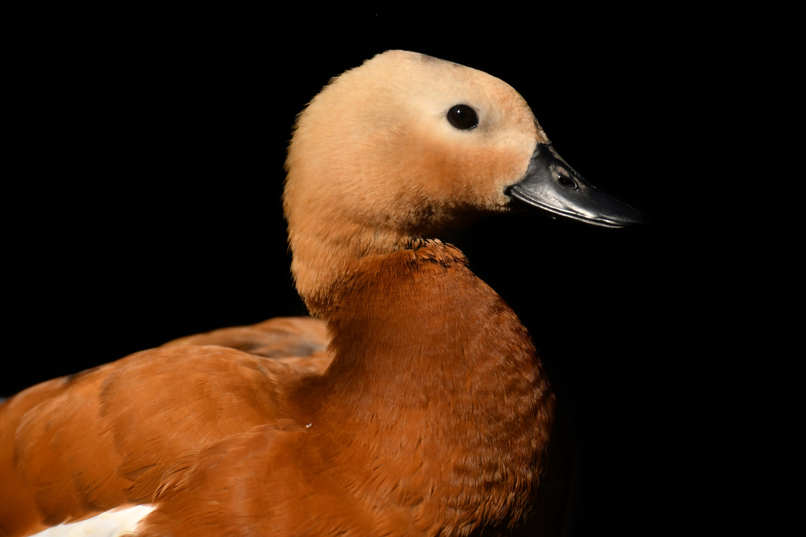 Ruddy Shelduck Tadorna ferruginea