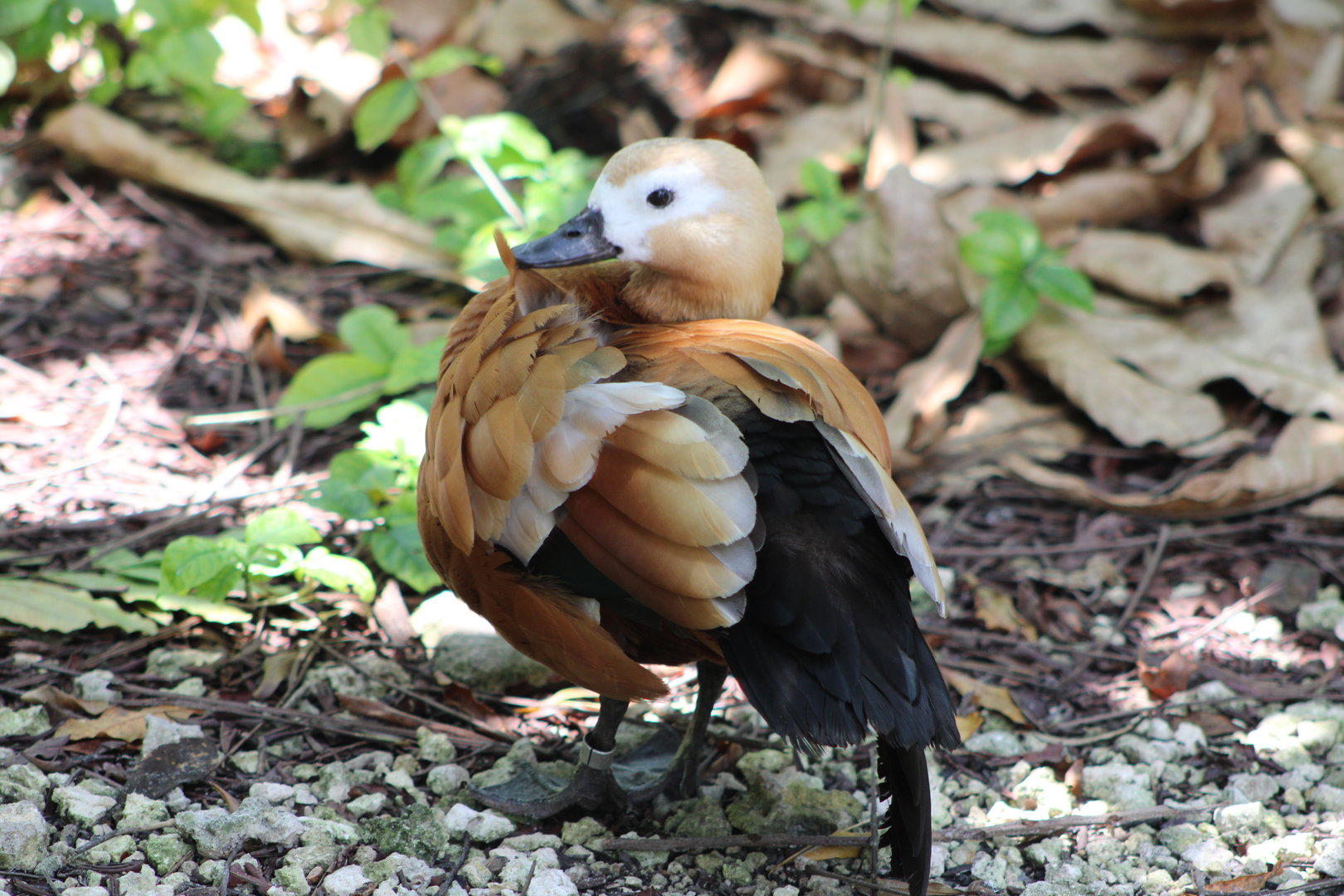 Ruddy Shelduck (Tadorna ferruginea)