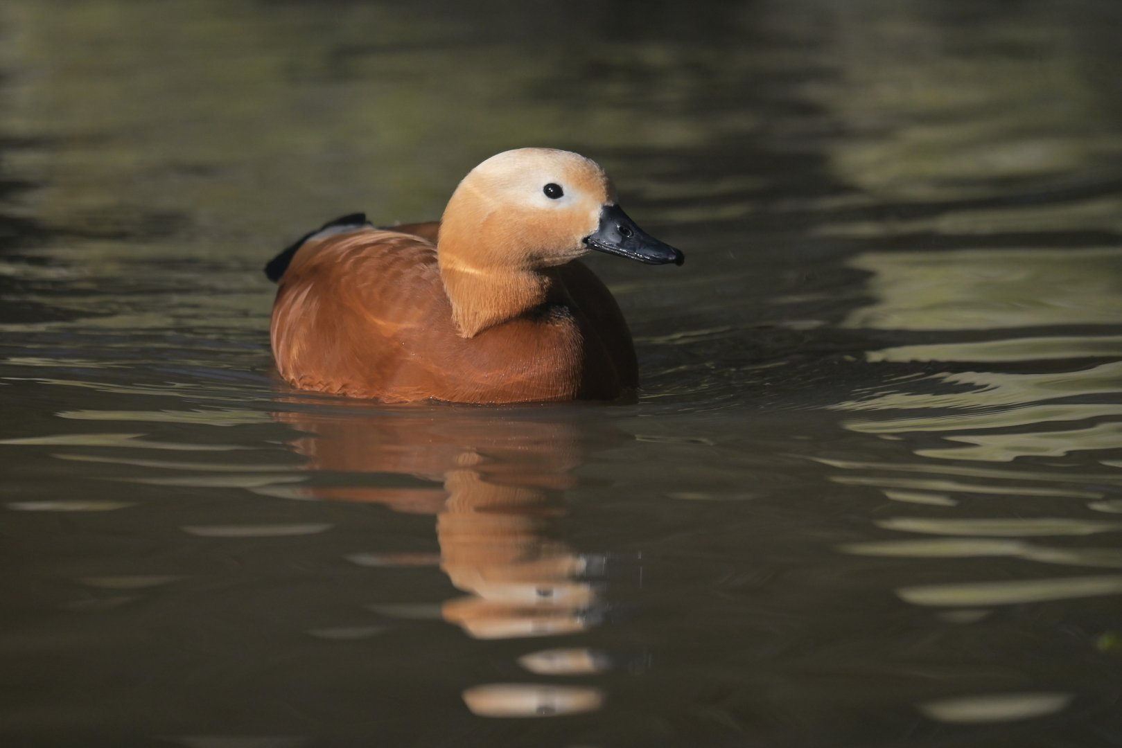 Ruddy Shelduck Tadorna ferruginea