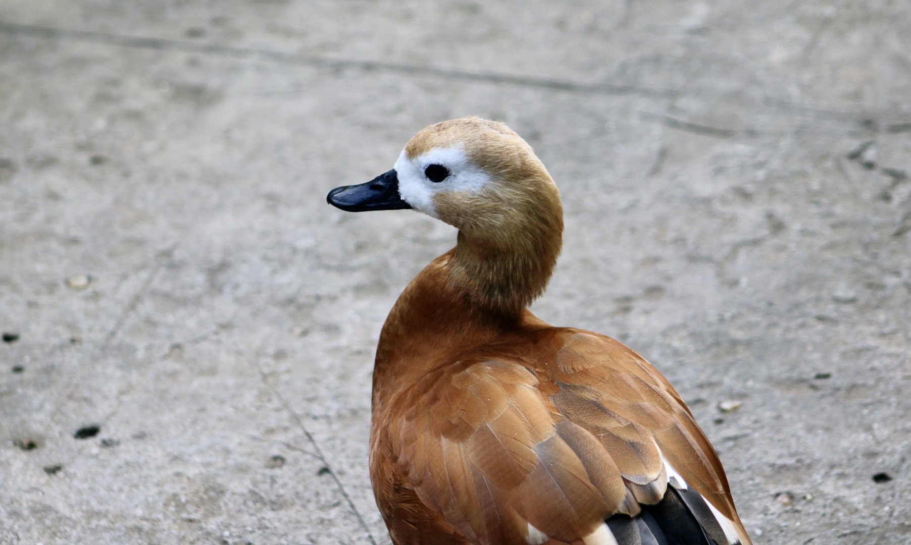 Ruddy Shelduck (Tadorna ferruginea)
