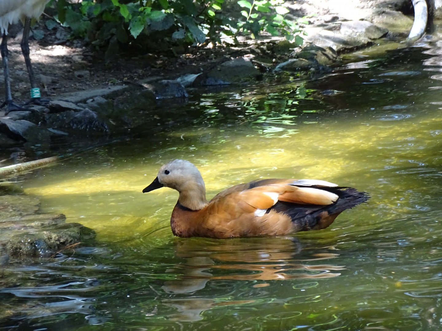 Ruddy shelduck (Tadorna ferruginea)