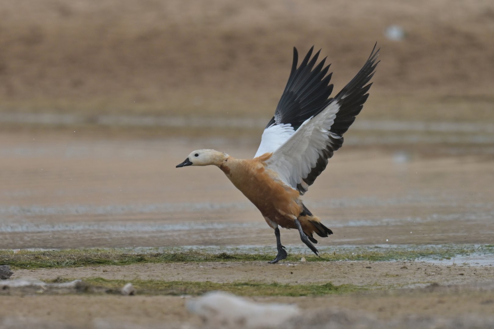 Ruddy Shelduck Tadorna ferruginea
