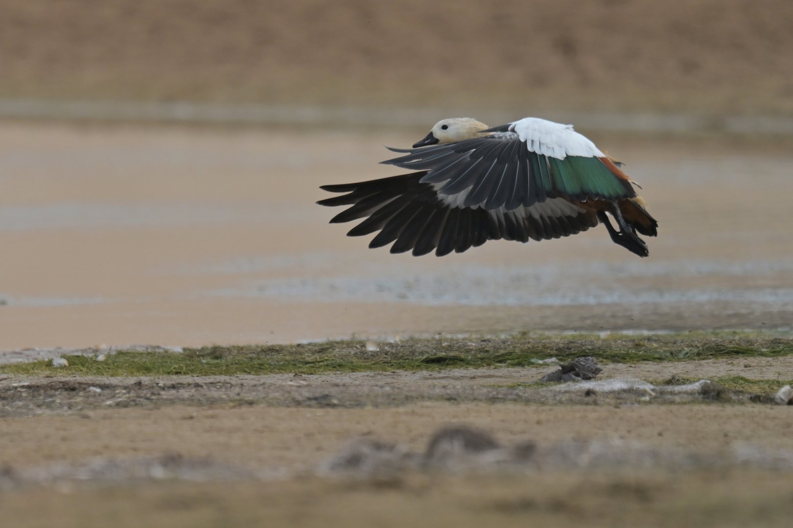 Ruddy Shelduck Tadorna ferruginea