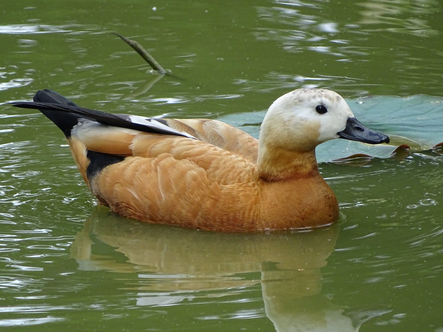 Ruddy shelduck (Tadorna ferruginea)