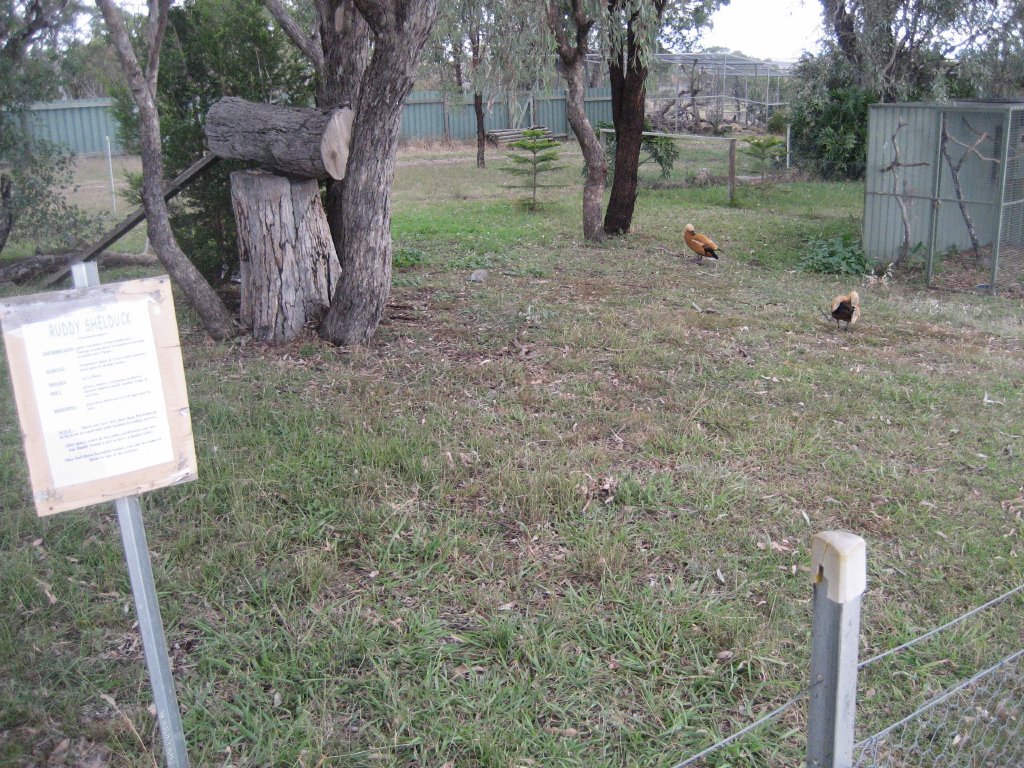 Ruddy Shelduck yard