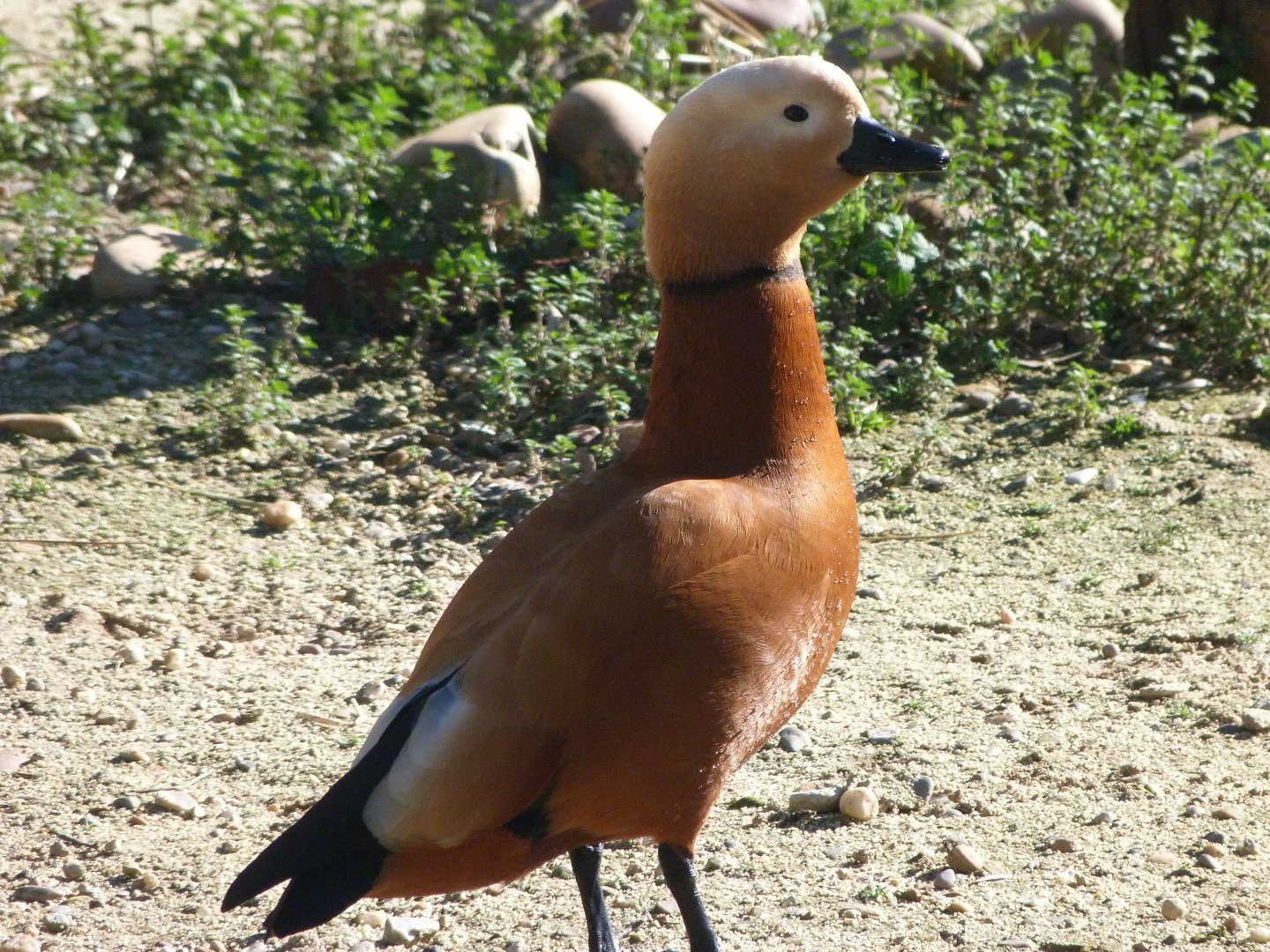 Ruddy shelduck -Zoo Aquarium de Madrid (2025)