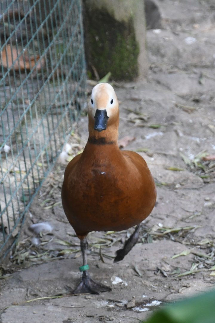 Ruddy Shelduck (Zoo Lourosa)