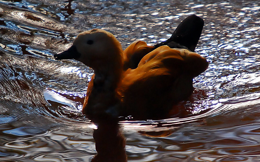 Ruddy Shelduck