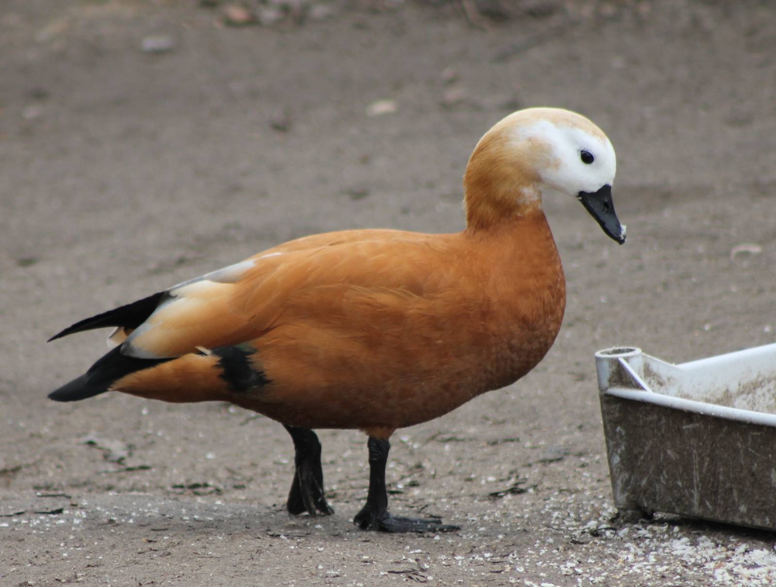 ruddy shelduck
