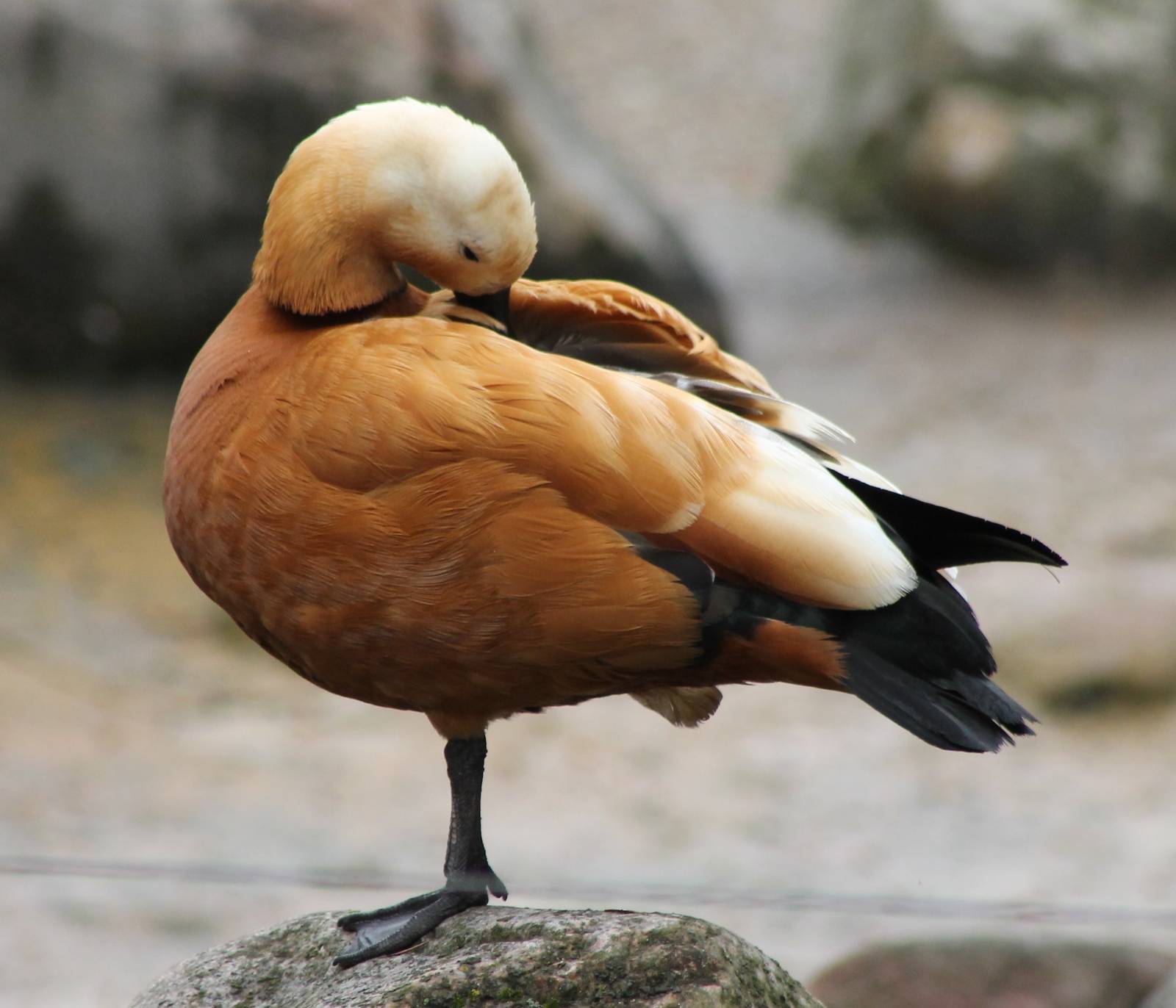 Ruddy shelduck