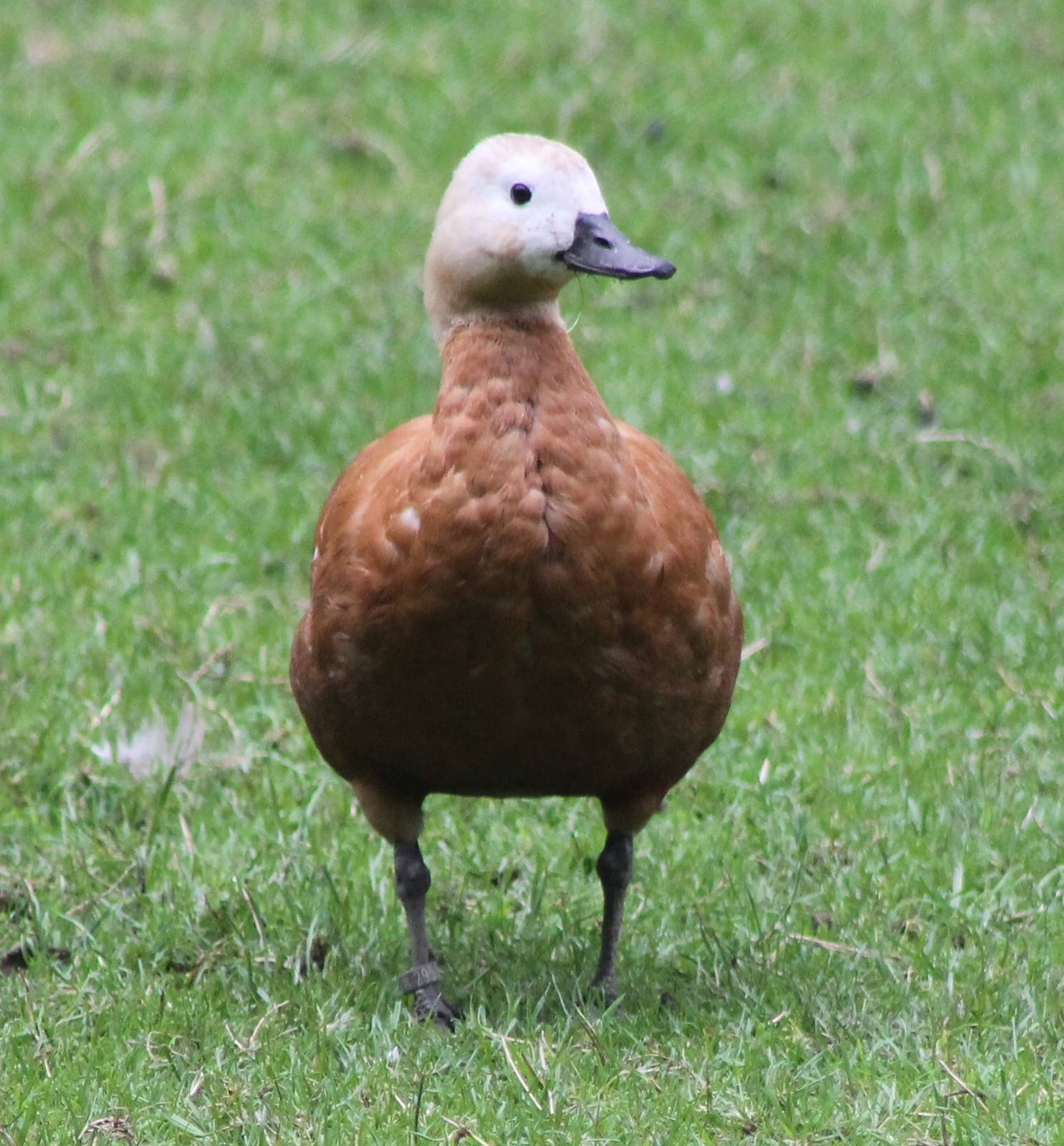Ruddy shelduck