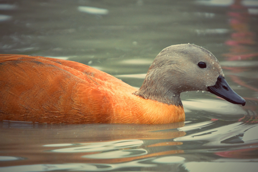 ruddy shelduck