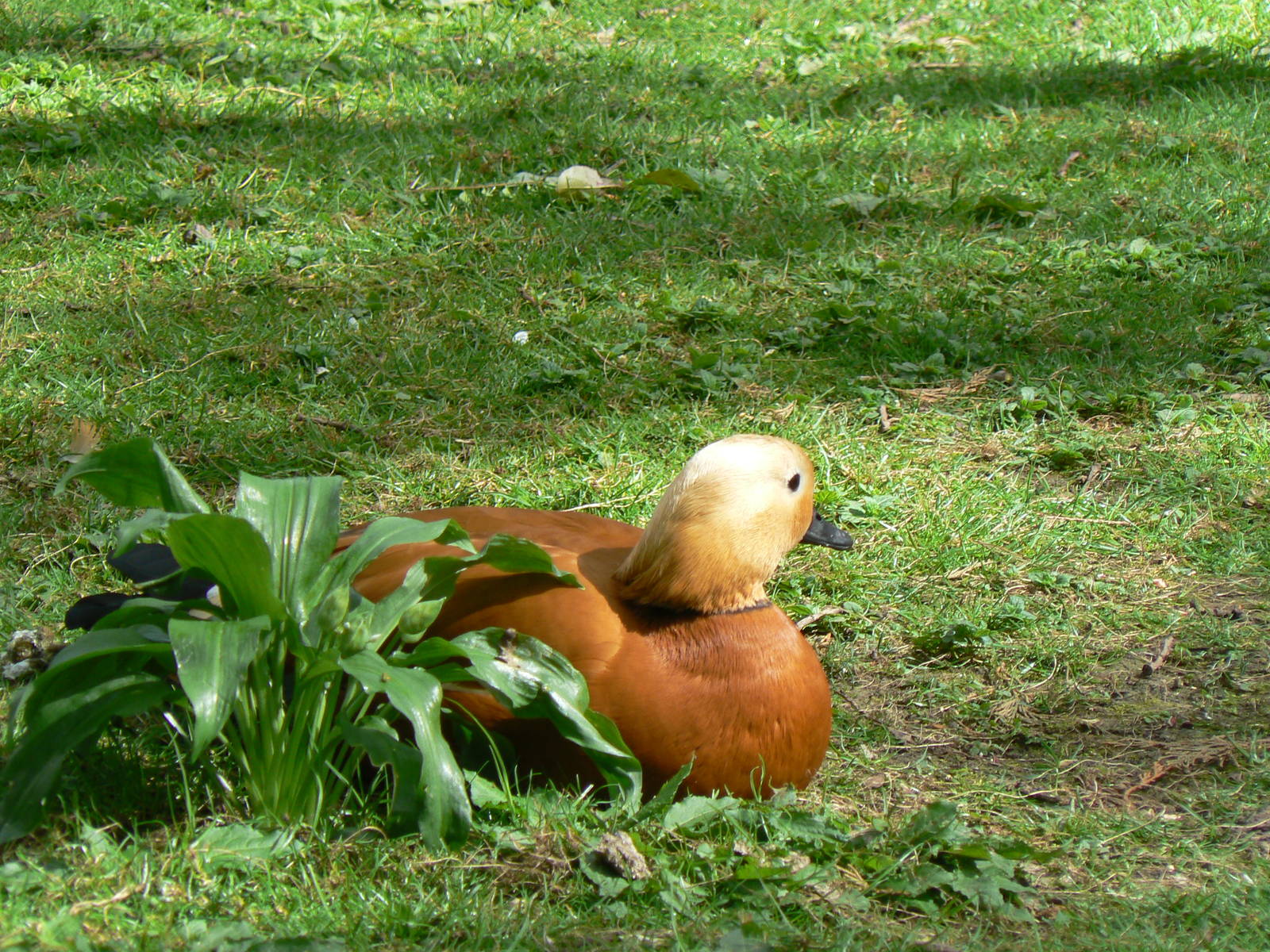 Ruddy Shelduck