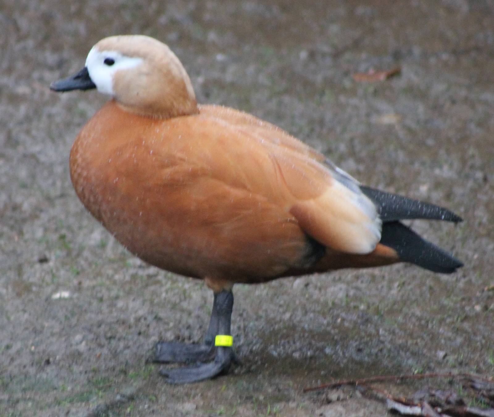 Ruddy shelduck