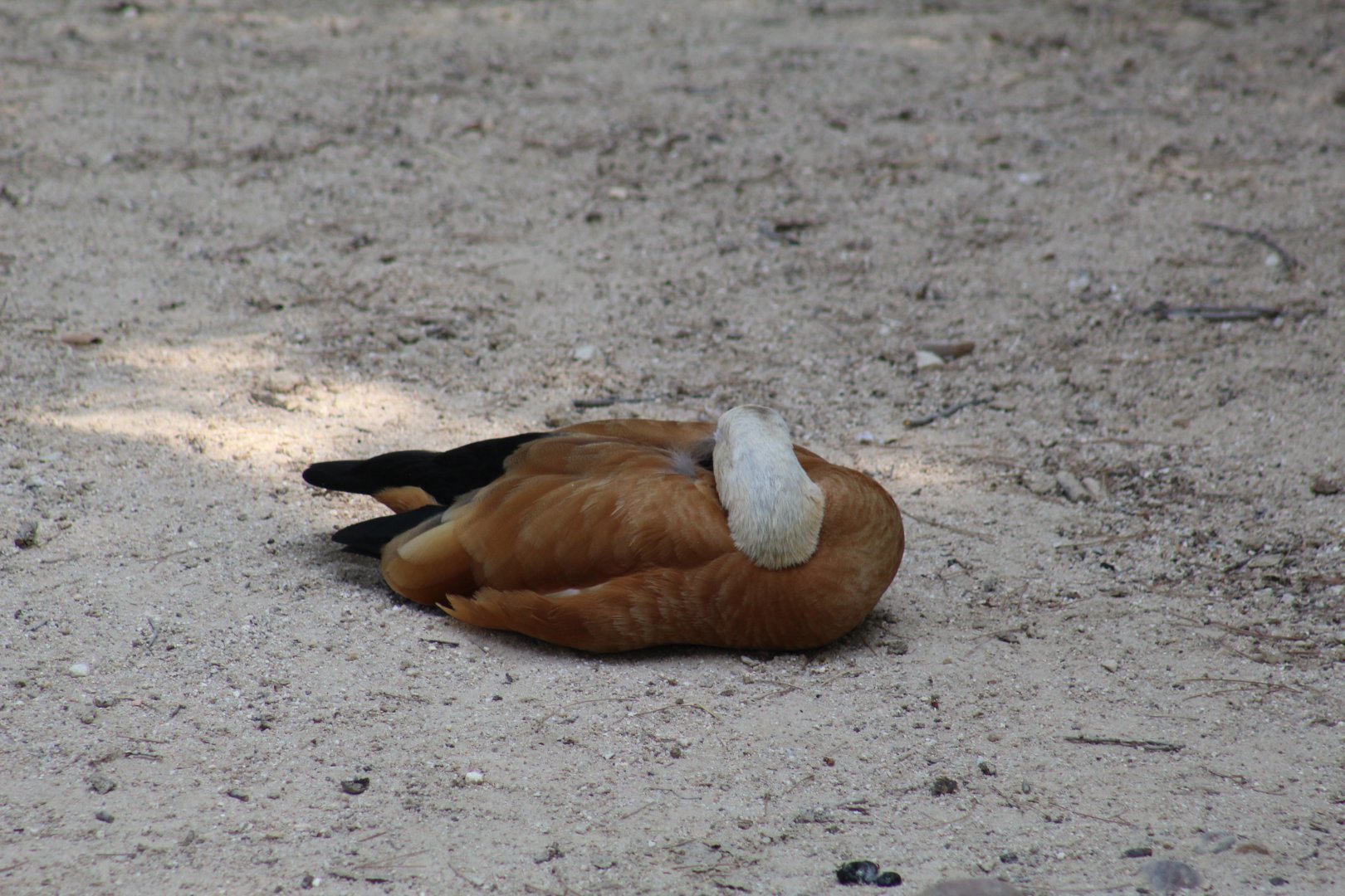 Ruddy Shelduck