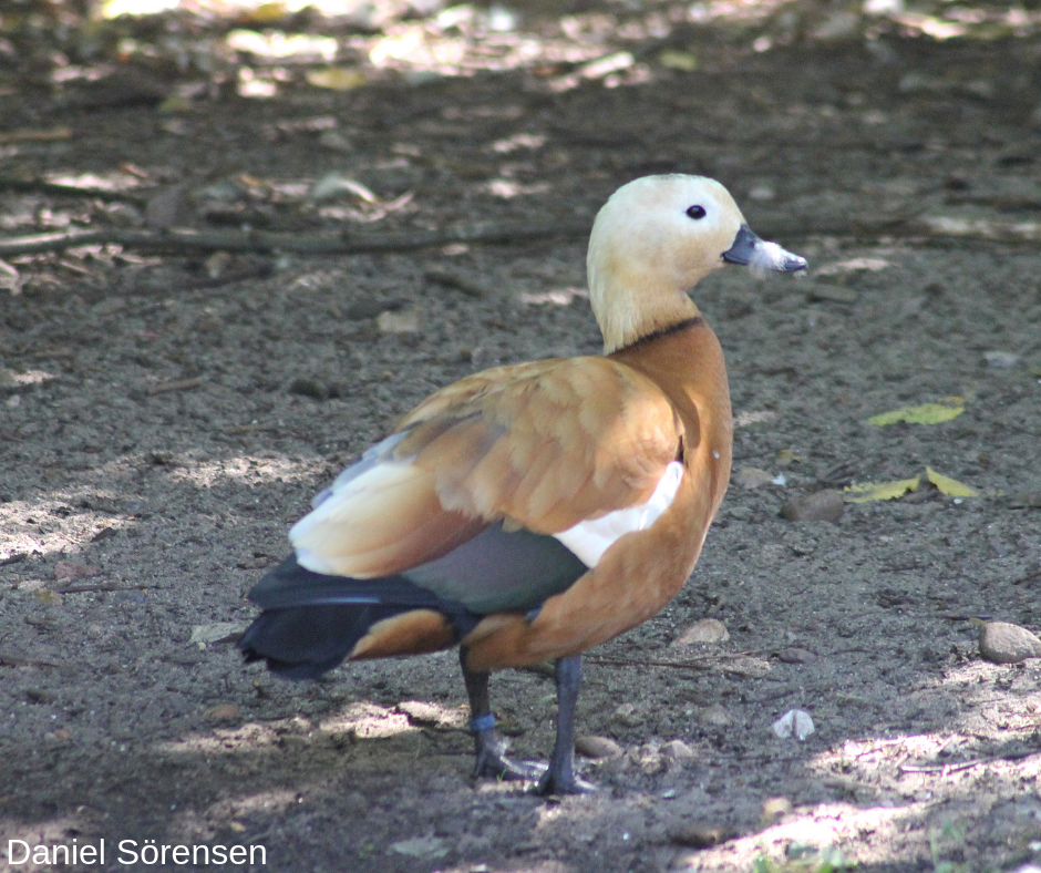 Ruddy shelduck