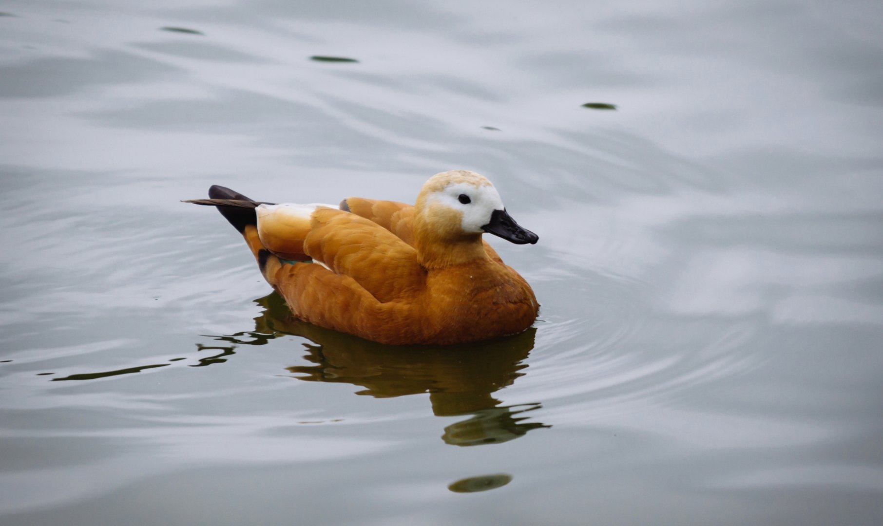 Ruddy shelduck