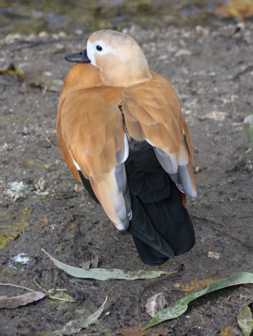 Ruddy shelduck