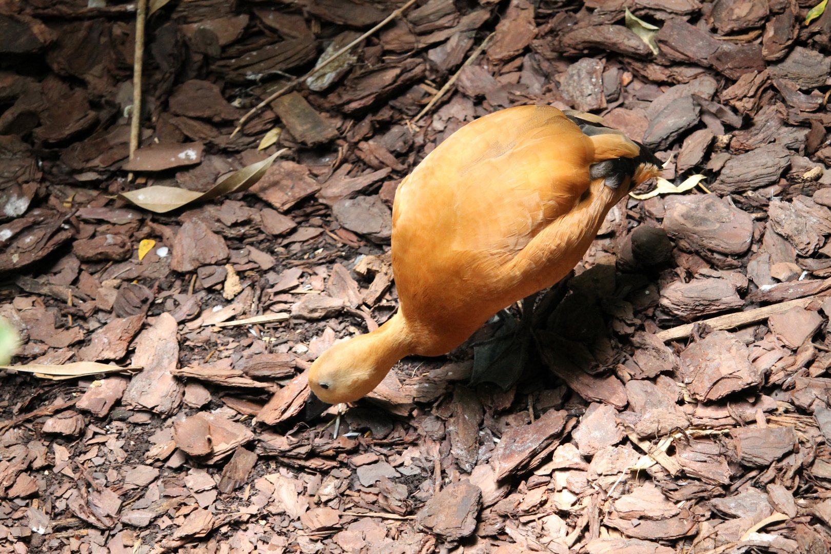 Ruddy shelduck