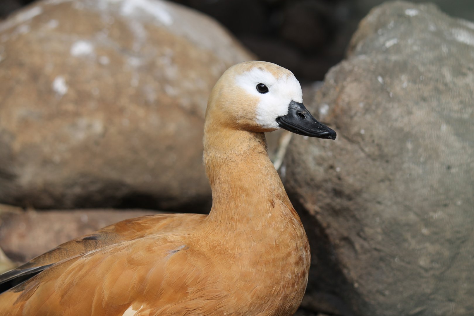 Ruddy Shelduck