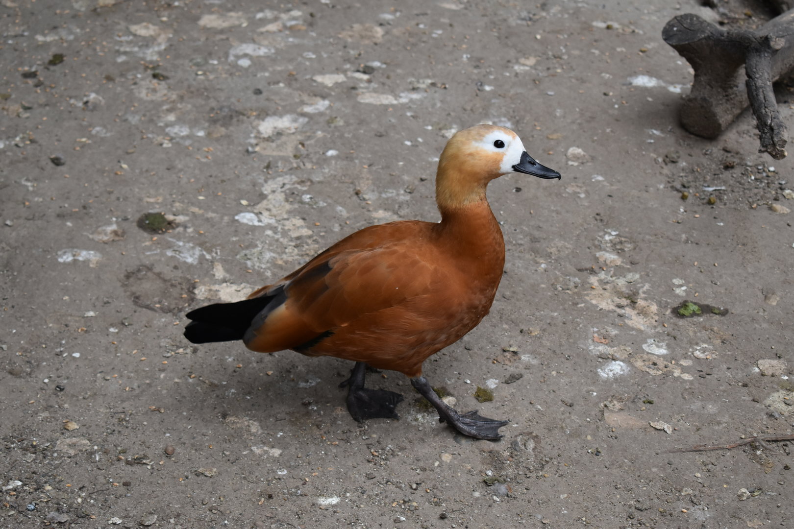 Ruddy shelduck
