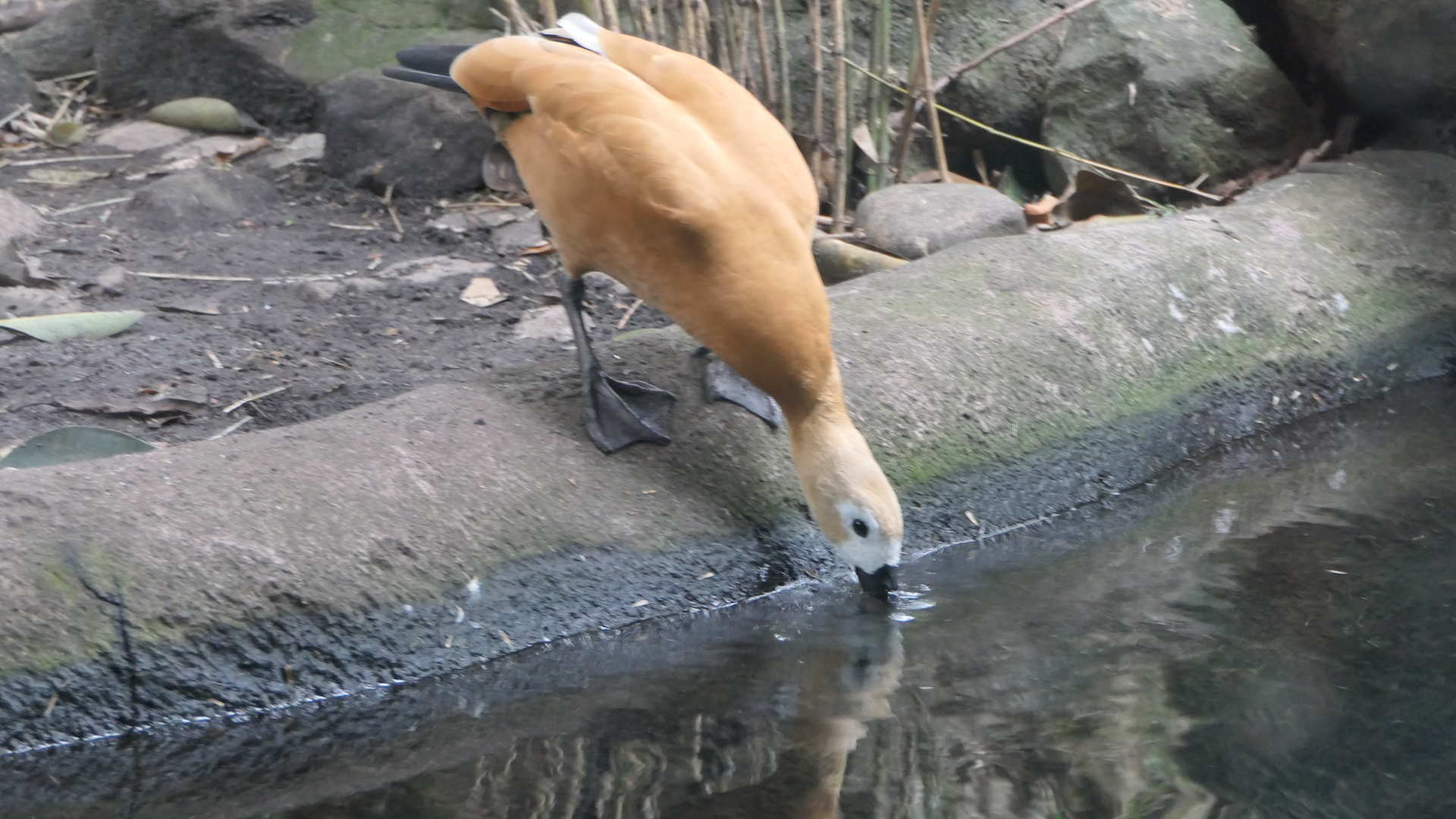 Ruddy Shelduck