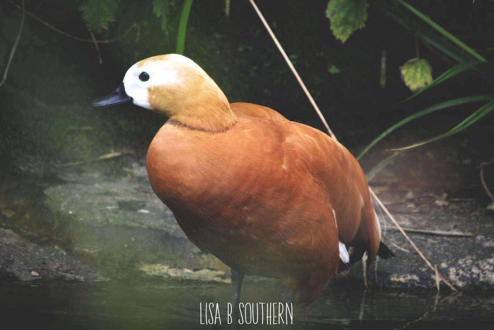Ruddy Shelduck