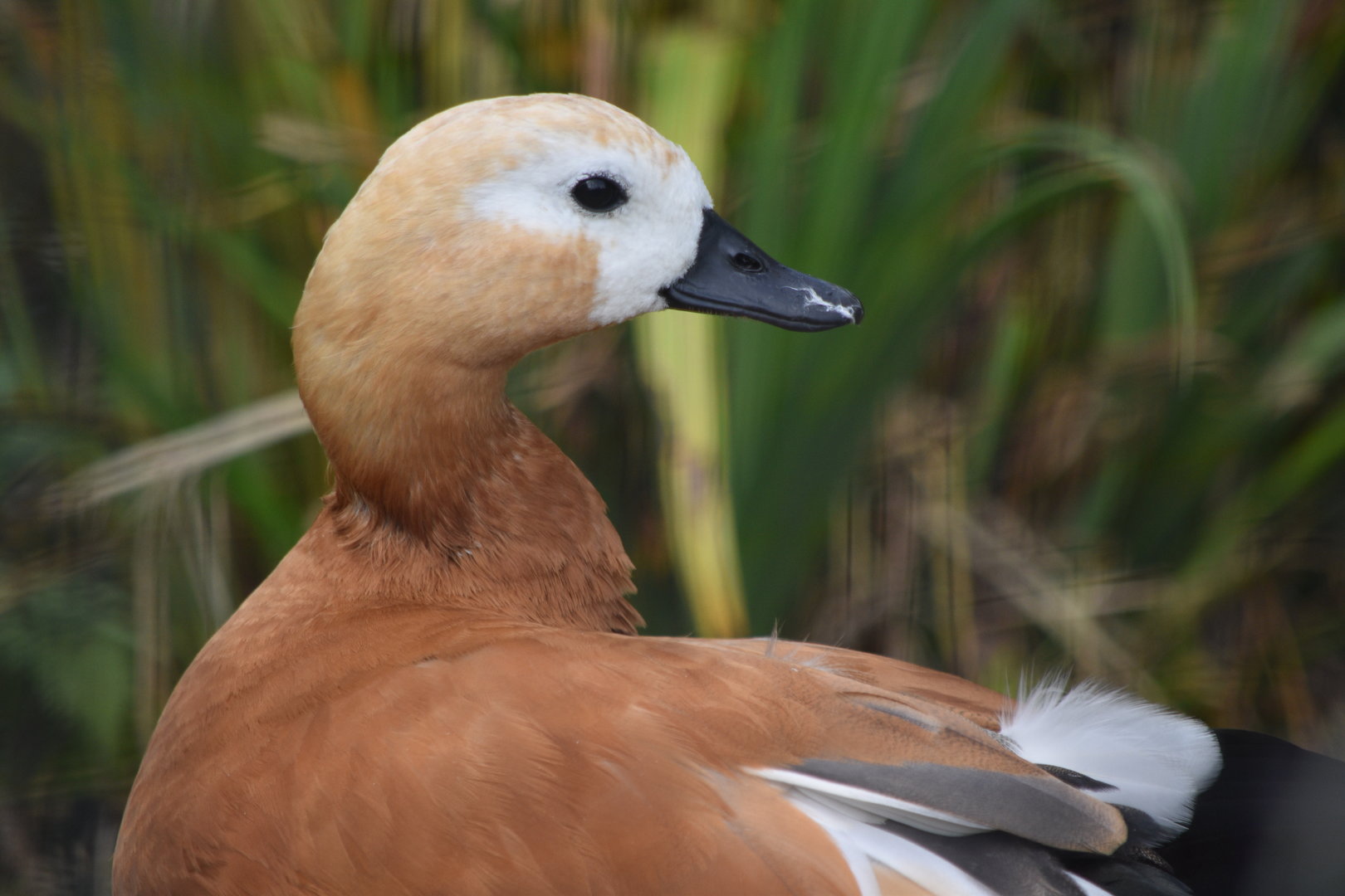 Ruddy Shelduck