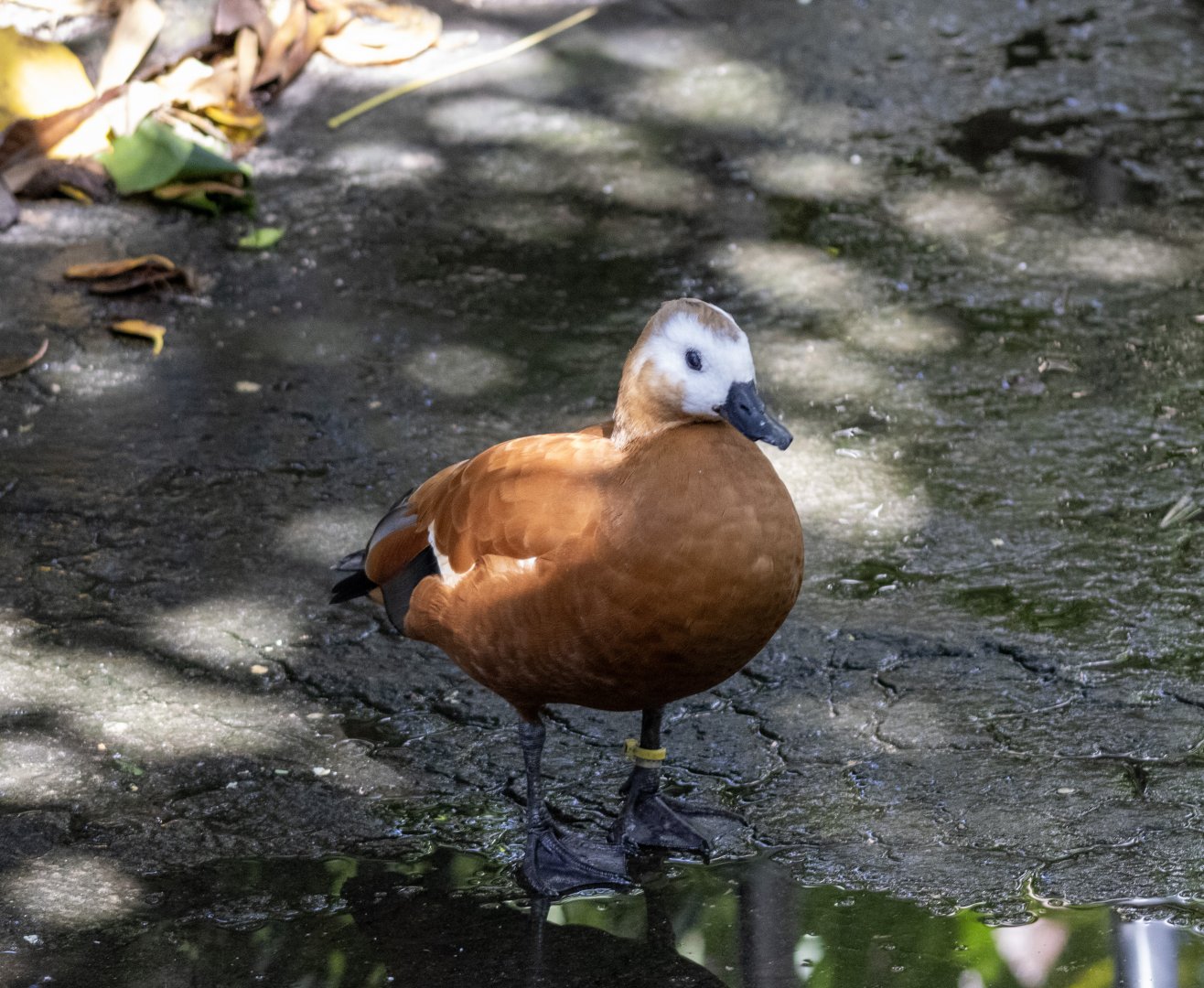Ruddy Shelduck