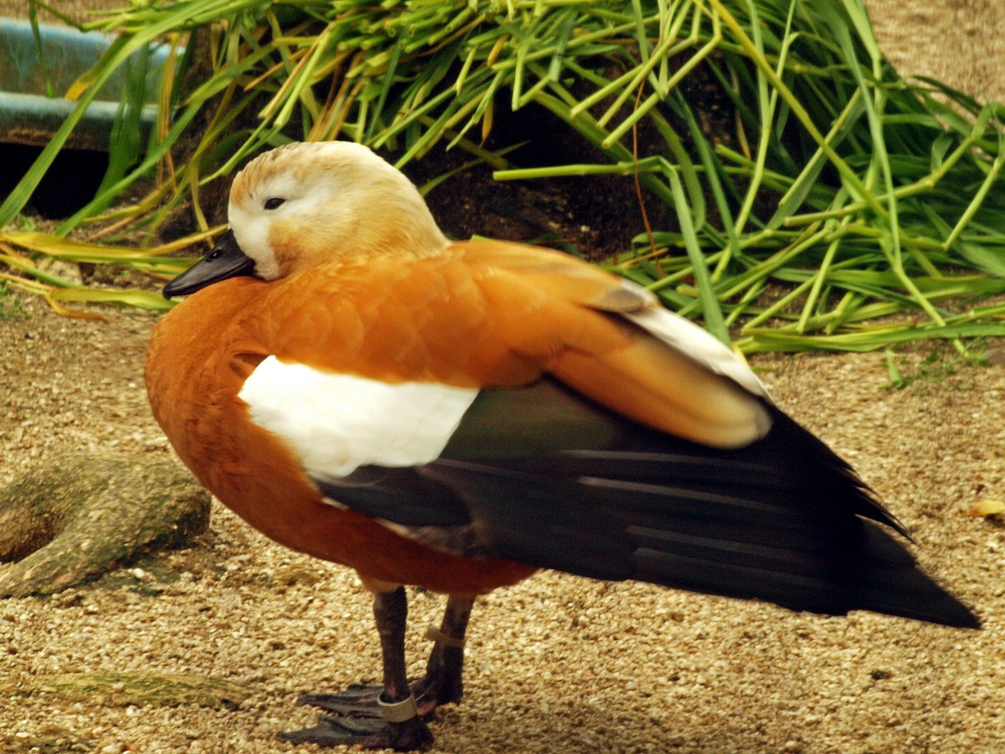 Ruddy shelduck