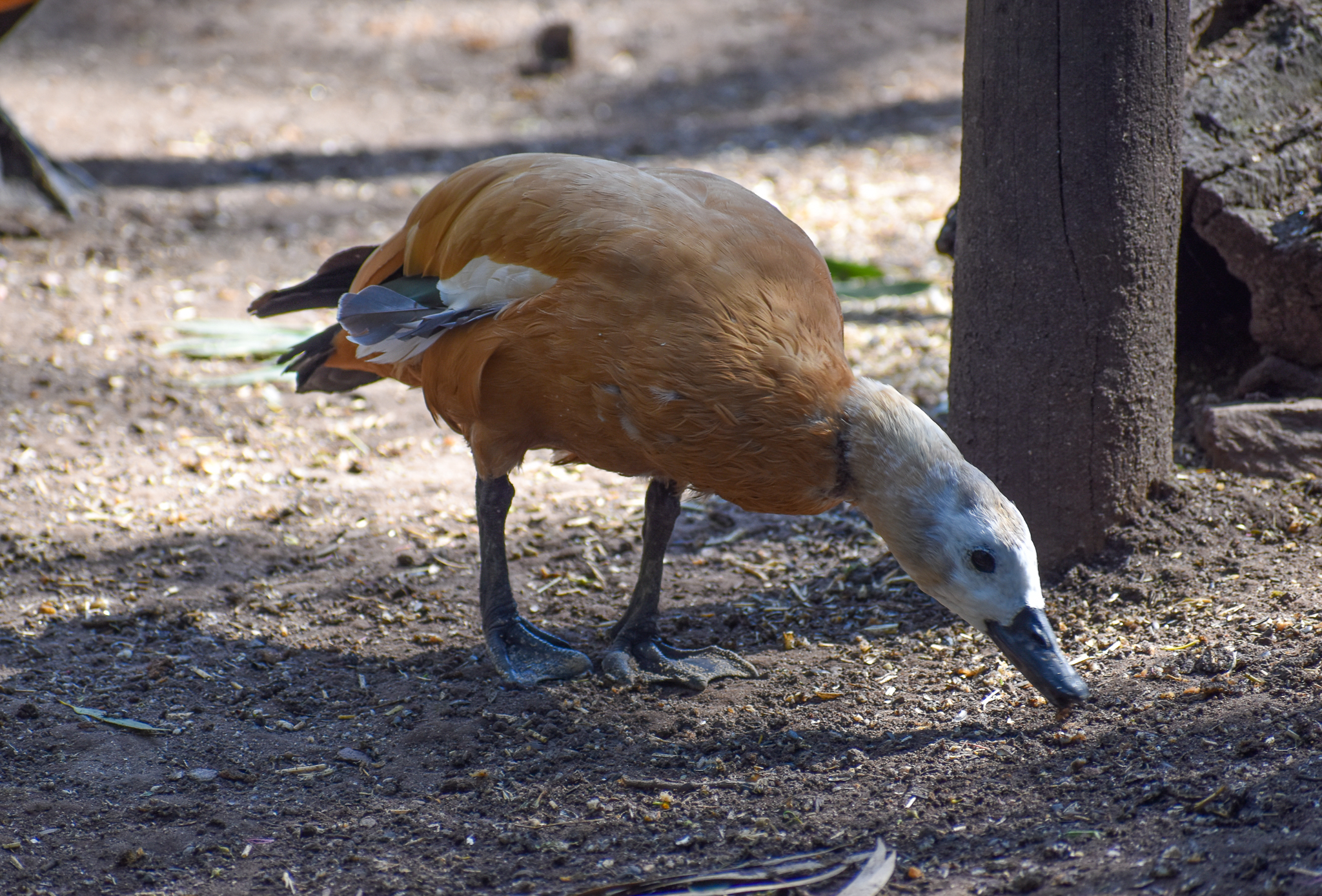 Ruddy Shelduck