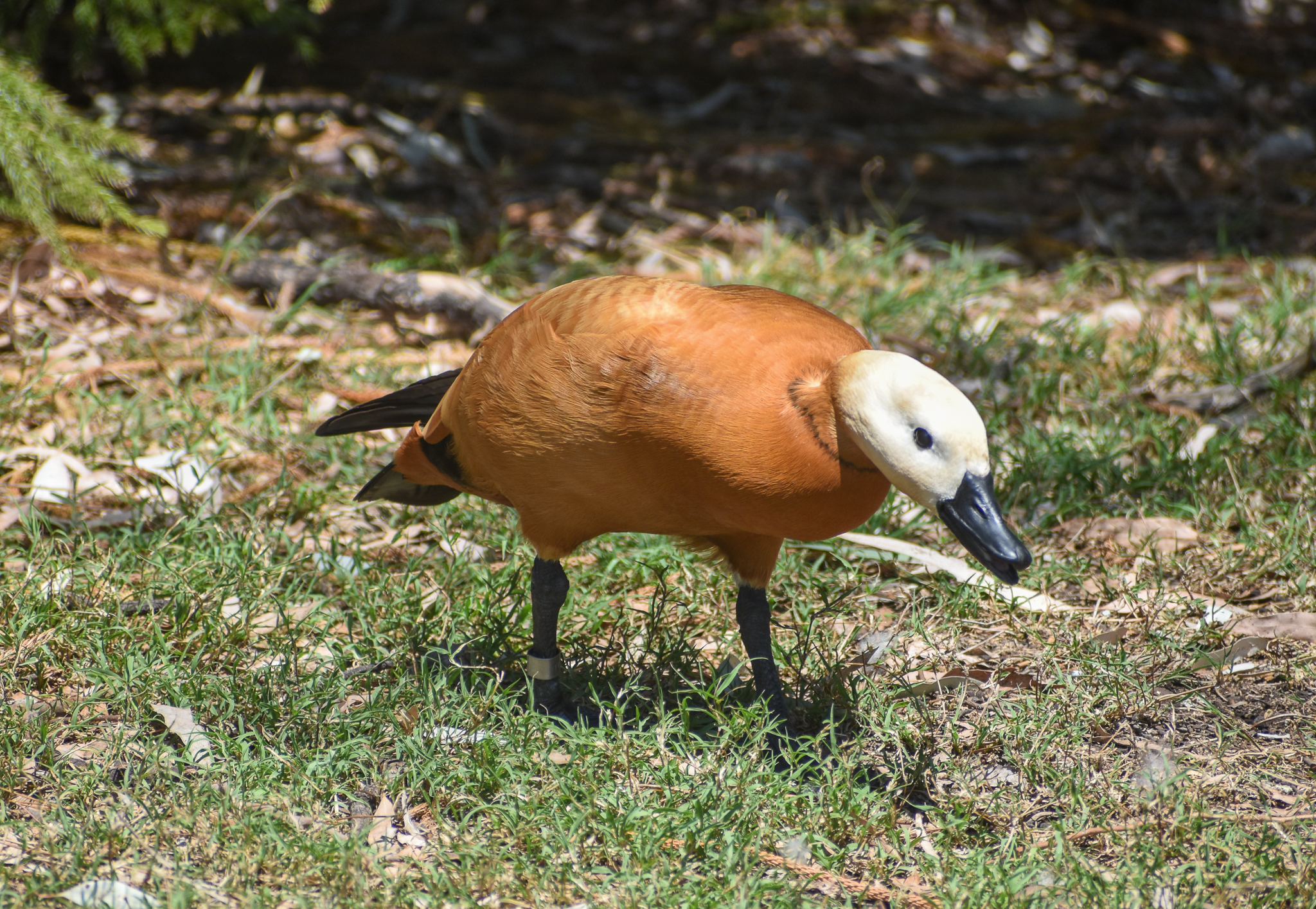 Ruddy Shelduck