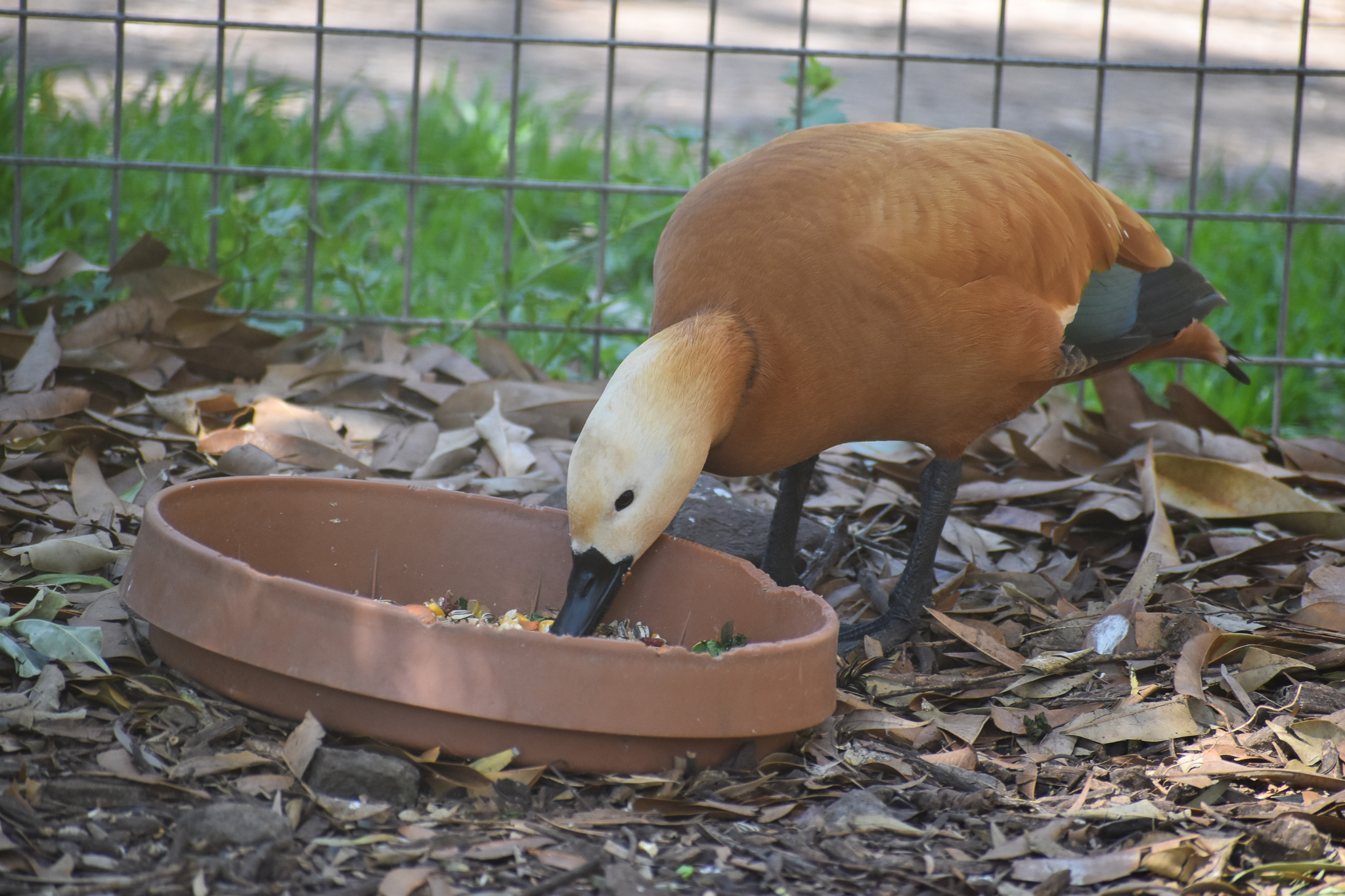 Ruddy Shelduck