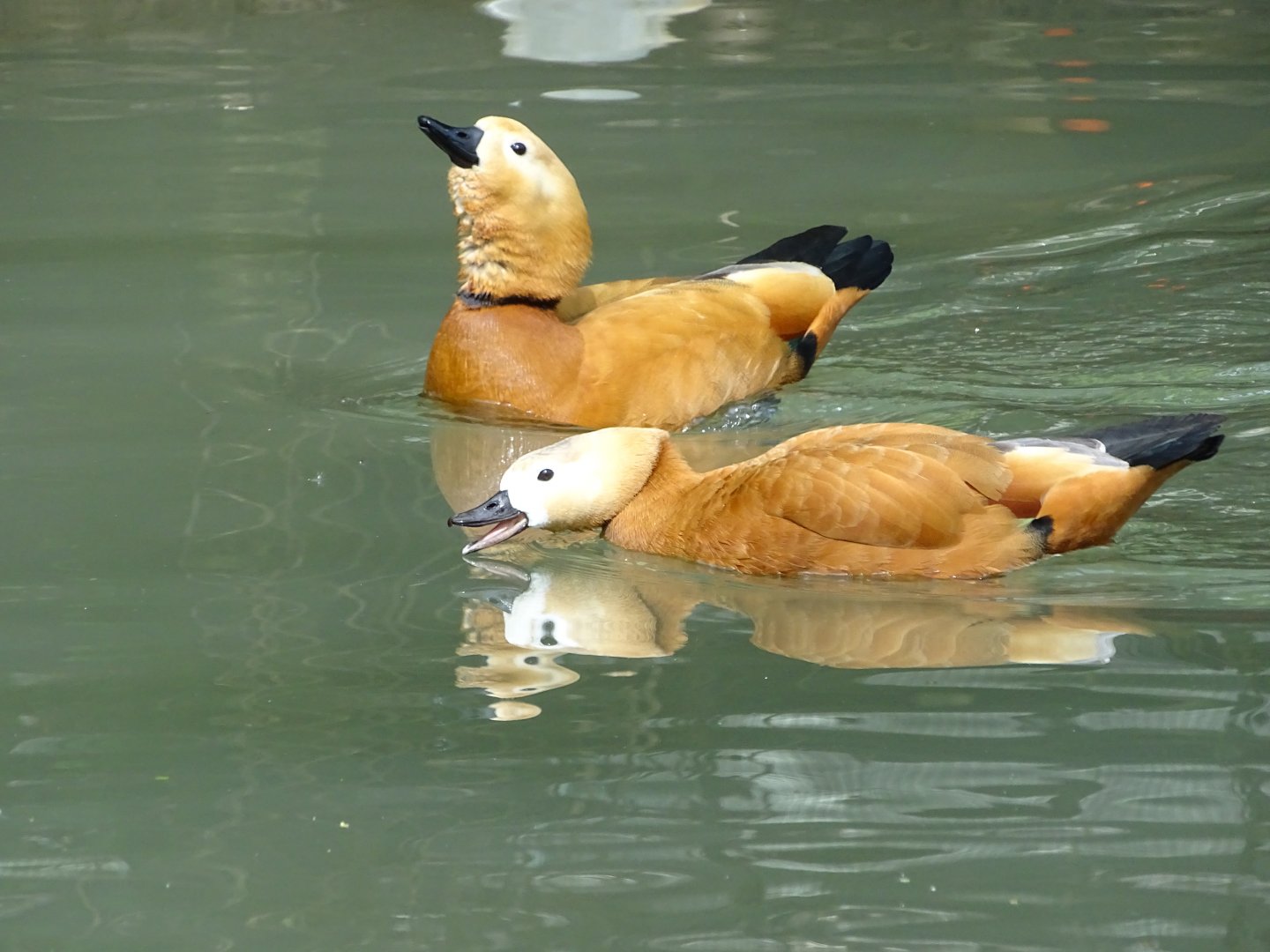 Ruddy shelduck
