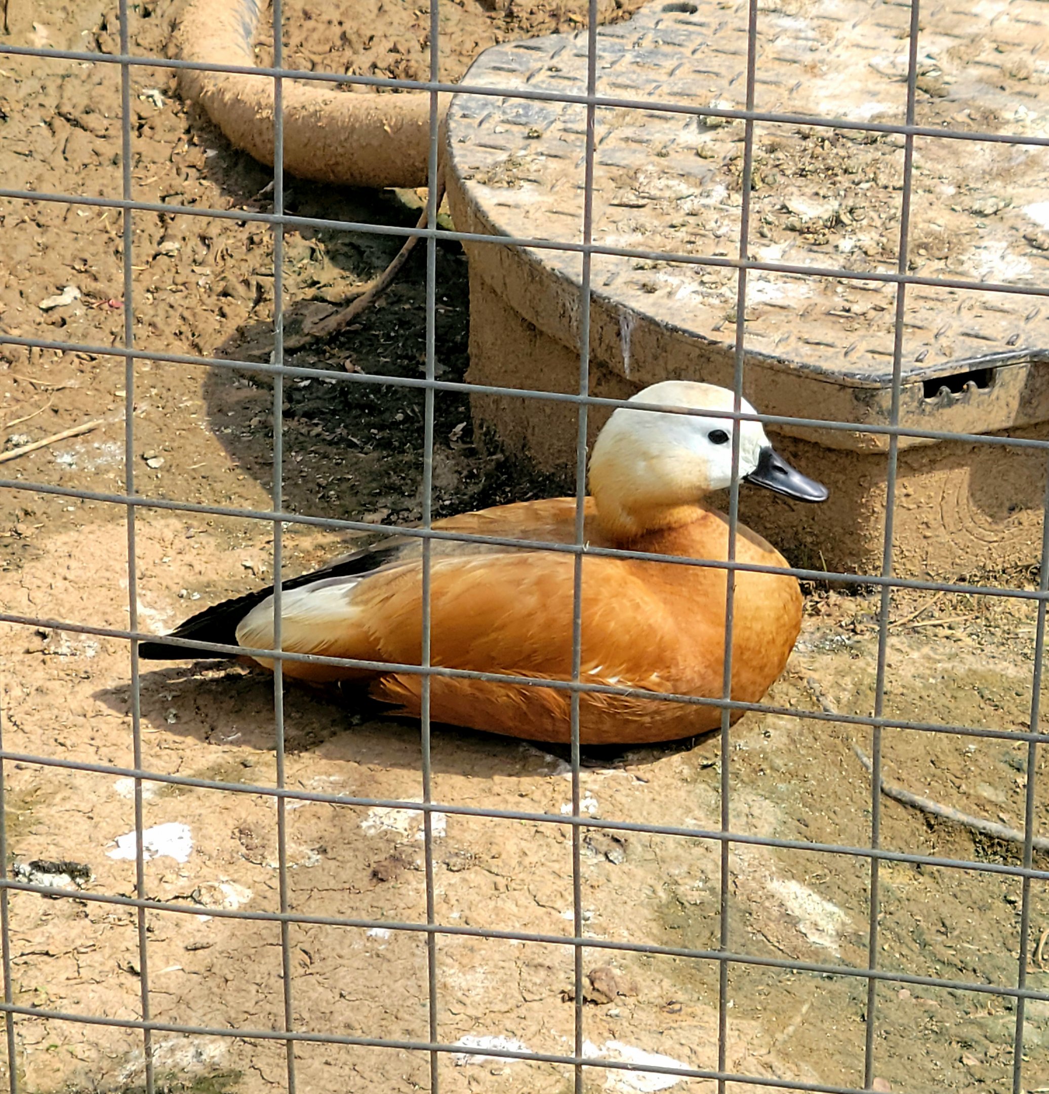 Ruddy Shelduck
