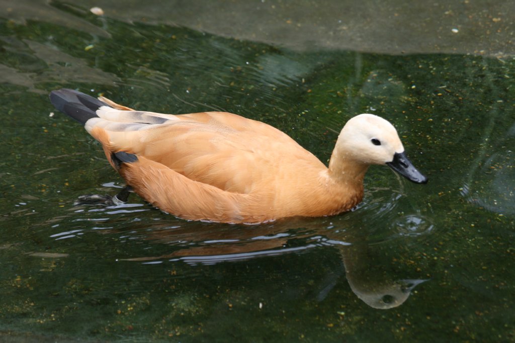 Ruddy Shelduck