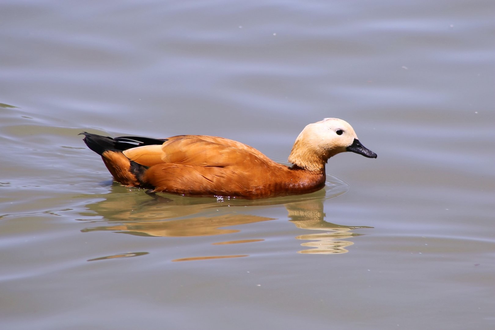 Ruddy Shelduck
