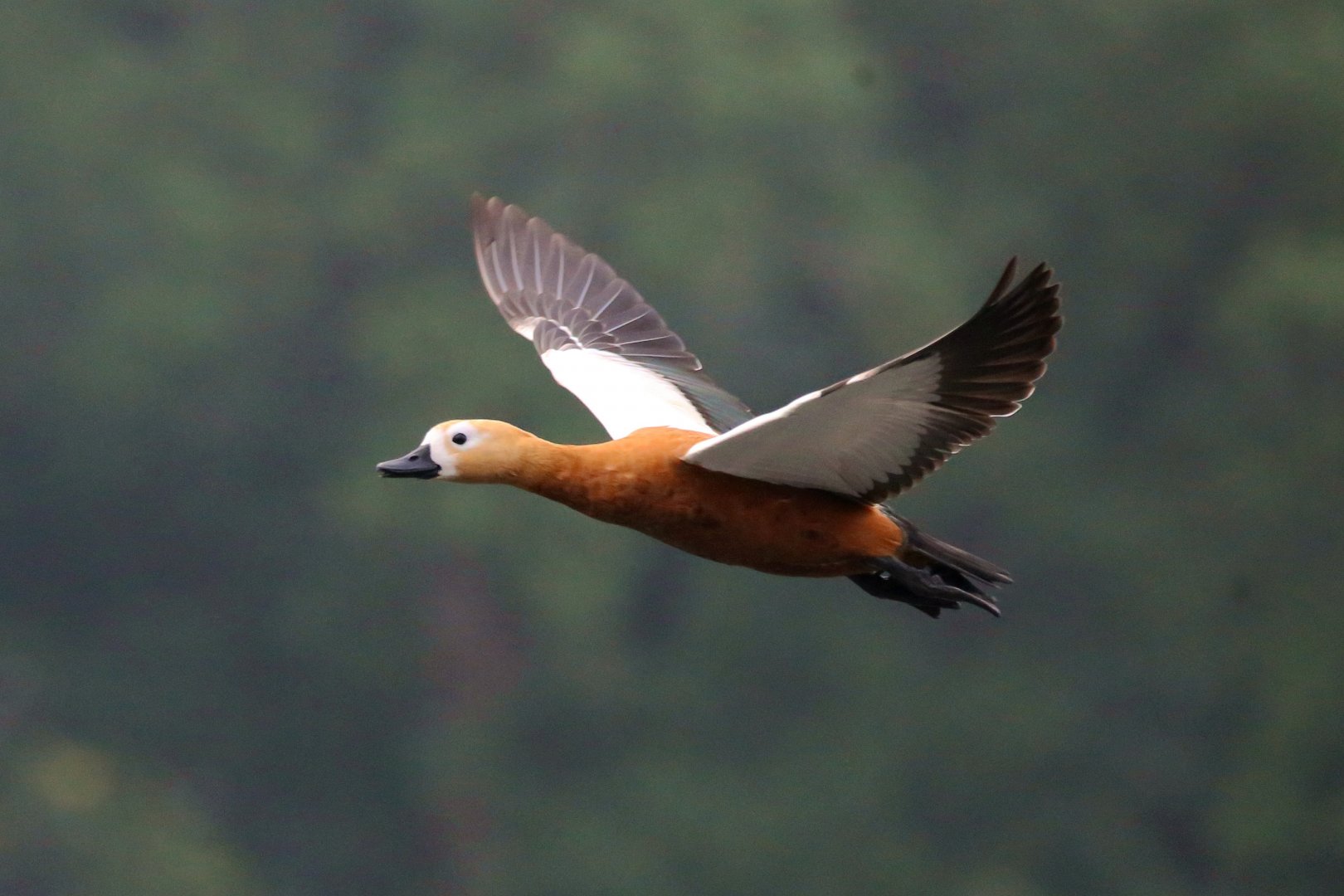 Ruddy Shelduck