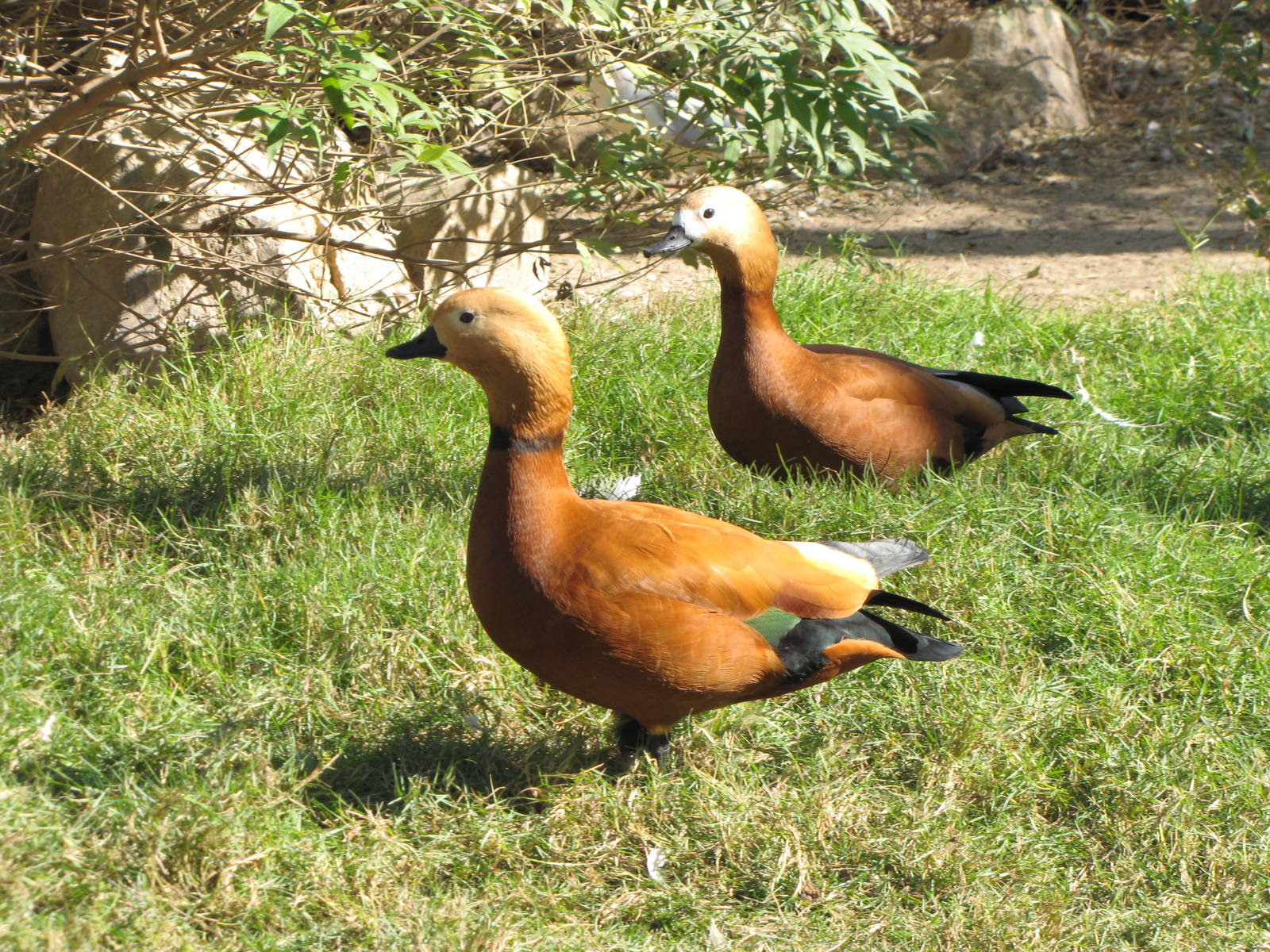 ruddy shelduck