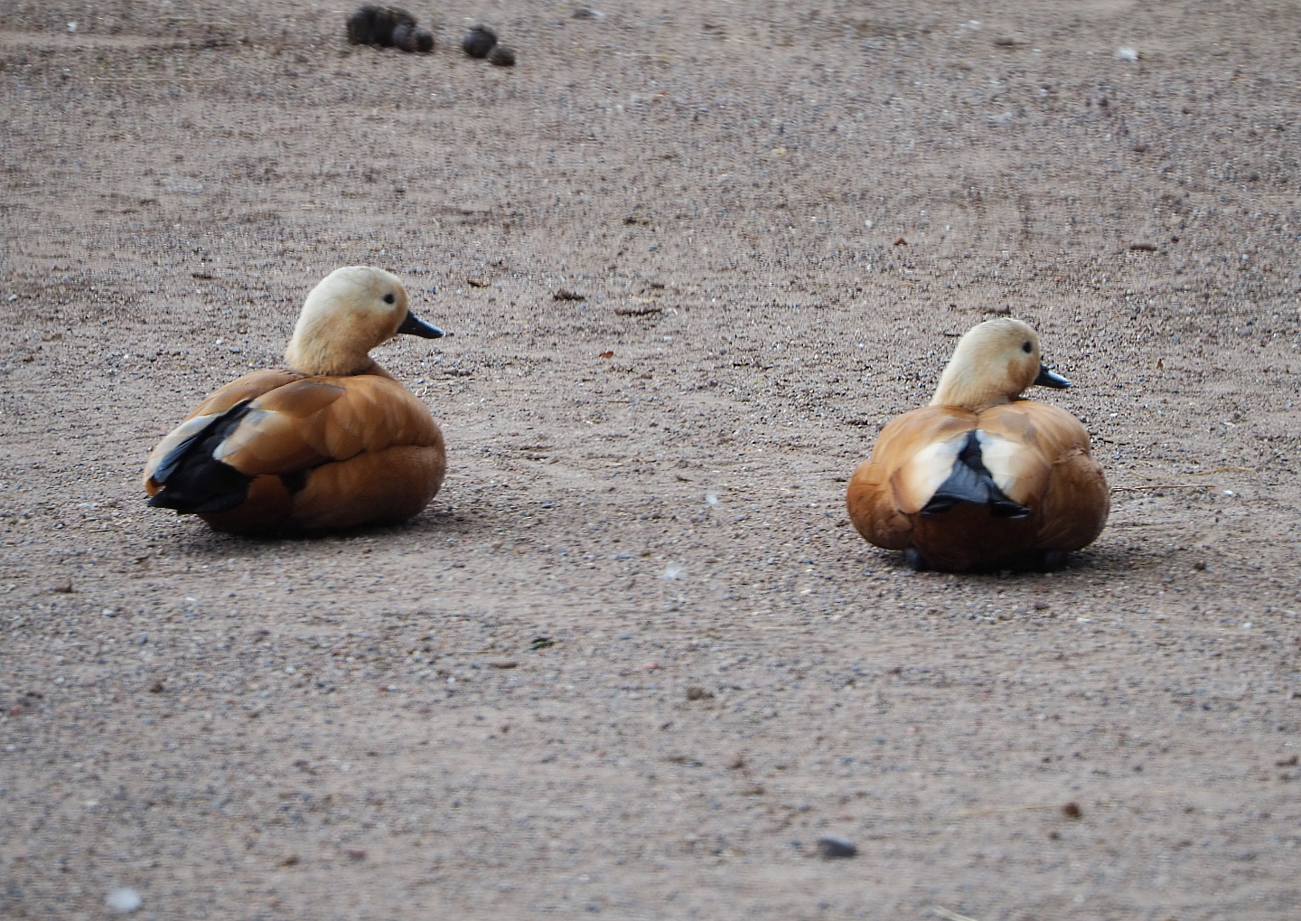Ruddy shelducks (Tadorna ferruginea), 2020-09-02