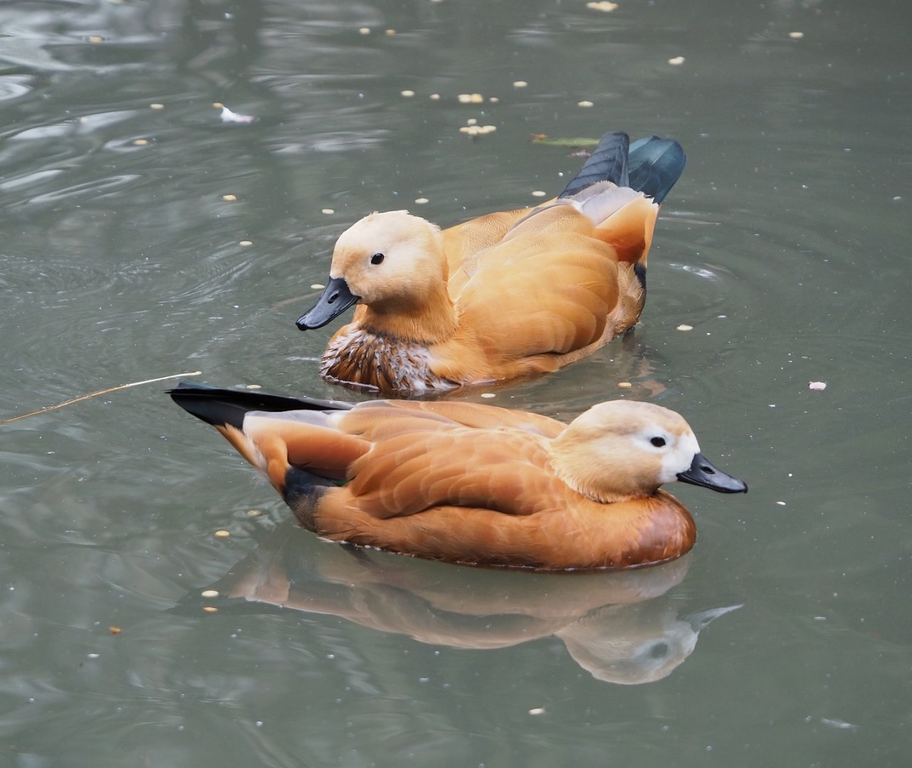 Ruddy shelducks (Tadorna ferruginea), 2023-10-13