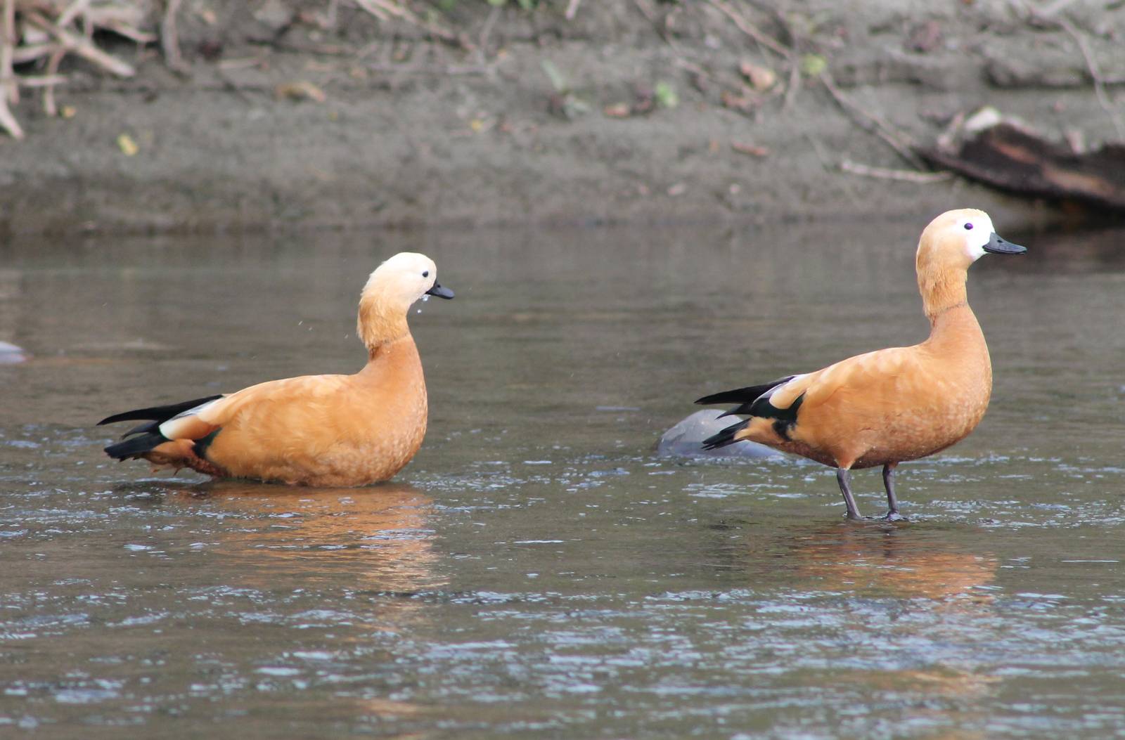 Ruddy Shelducks (Tadorna ferruginea)