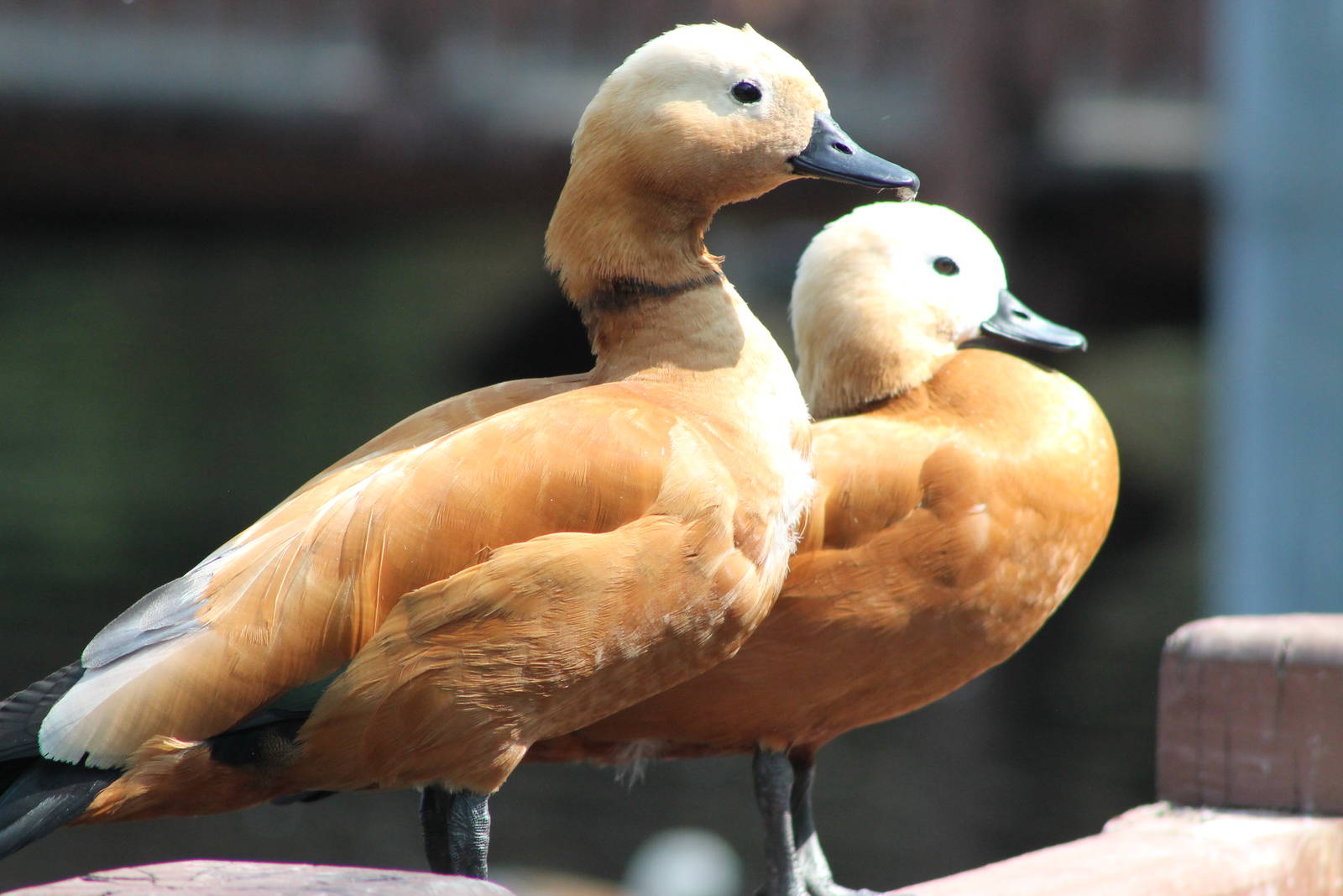 Ruddy Shelducks (Tadorna ferruginea)