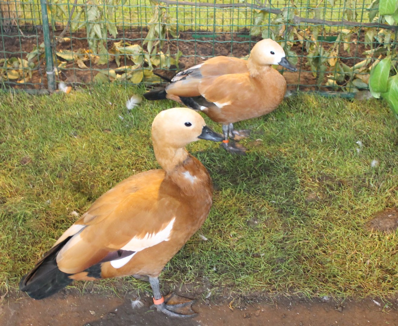 Ruddy shelducks