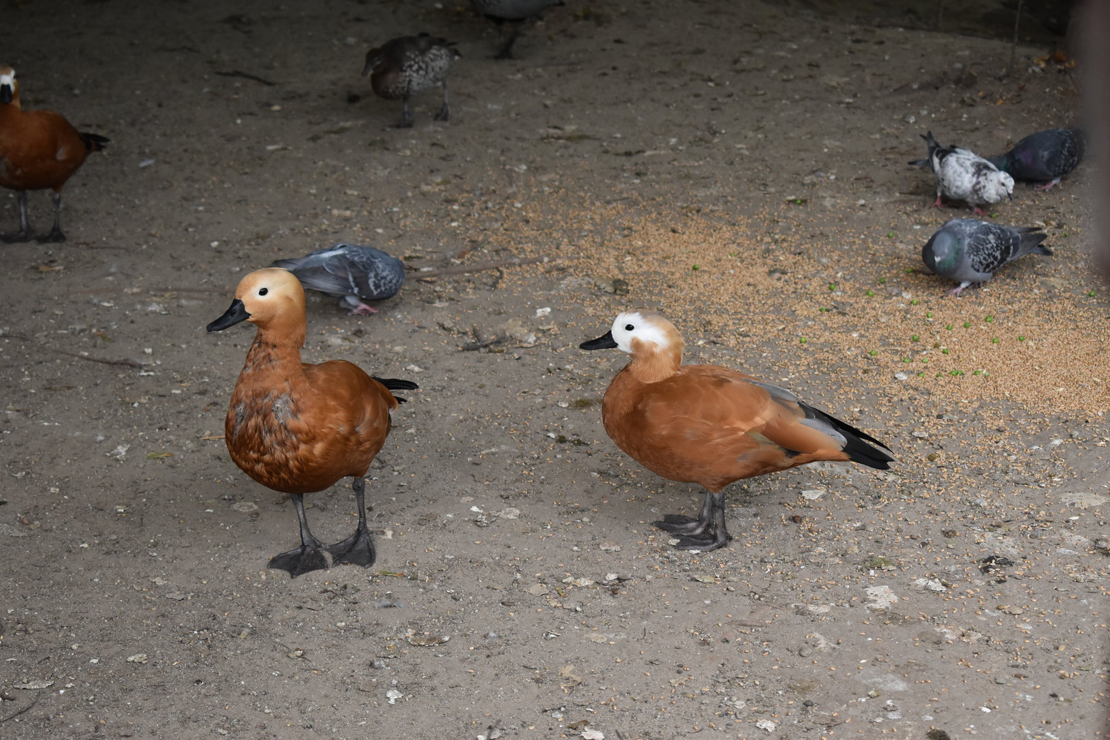 Ruddy shelducks