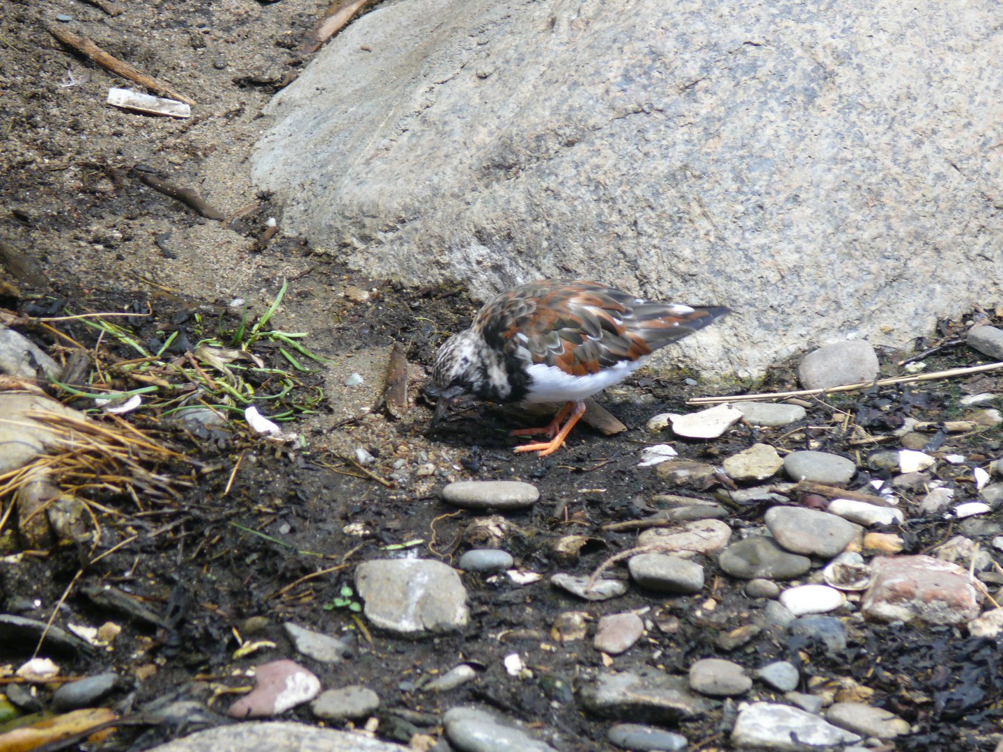 Ruddy turnstone - 03-09-2020